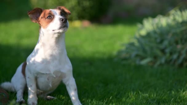 Ciudat Câine Drăguț Plimbări Grădină Catelus Jack Russell Animale Companie — Videoclip de stoc