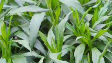 Bahar arka planını kapat. Doymuş yeşil bitkiler yakın plan.