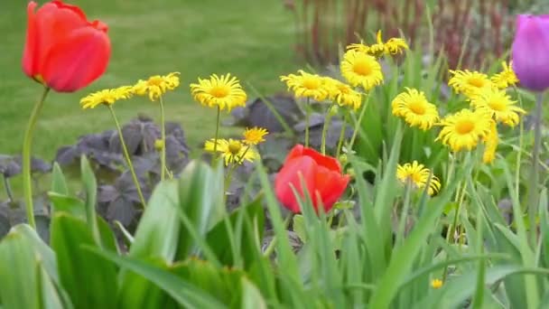 Fioritura Fiori Primaverili Ondeggiano Nel Vento Giardino Sfondo Primavera — Video Stock