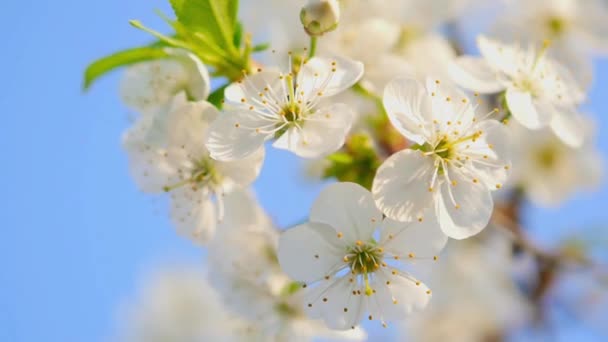 Voorjaar Bloeiende Appelbomen Tuin Tegen Een Blauwe Lucht Voorjaarsbloesem Bloeiende — Stockvideo