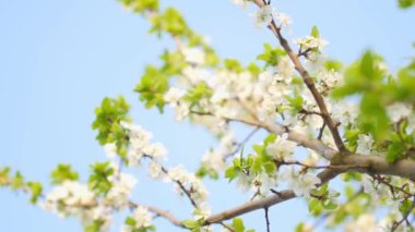 Bahçede çiçek açan elma ağaçları, mavi bir gökyüzüne karşı. Bahar Çiçeği. Açan Badem Ağacı Çiçekleri.