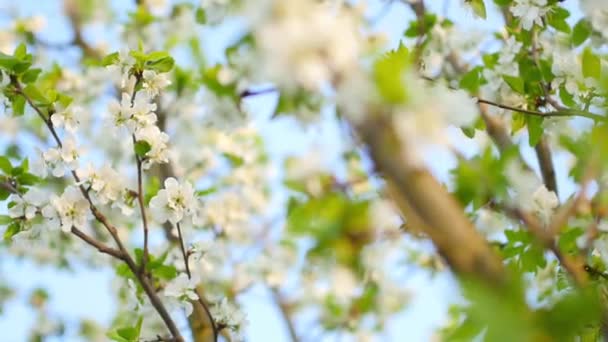 Floración Primavera Ramas Florecientes Manzanos Sobre Fondo Cielo Azul Floración — Vídeos de Stock