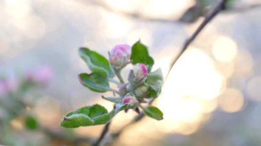 Bahar çiçekleri. Çiçek açan bir elma ağacının üzerindeki pembe çiçeklerin yakın çekimi. Ağaç çiçekleri. Doğa