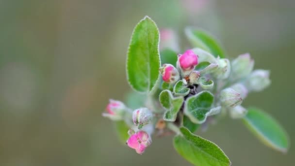 春の開花 開花するリンゴの木のピンクの花のクローズアップ 木の開花 — ストック動画