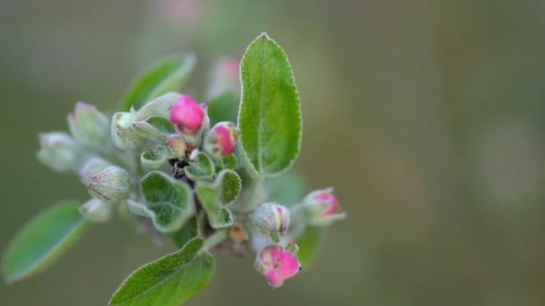 Vårblomning Närbild Rosa Blommor Ett Blommande Äppelträd Träd Blommar Natur — Stockvideo