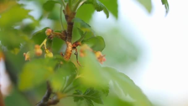 Floración Primavera Primer Plano Del Arbusto Grosella Floración Jardín Naturaleza — Vídeo de stock