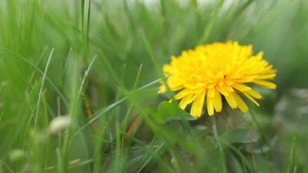 Yeşil Bir Çimenlikte Çiçek Açan Bir Karahindibanın Yakın Çekimi Bahar — Stok video
