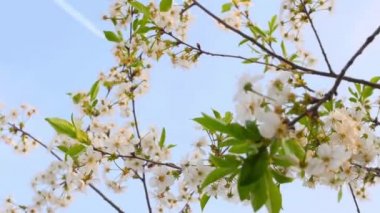 Bahçede çiçek açan elma ağaçları, mavi bir gökyüzüne karşı. Bahar Çiçeği. Açan Badem Ağacı Çiçekleri.