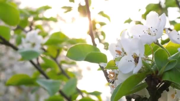 하늘을 배경으로 정원에 피우는 사과나무이다 꽃피는 아몬드 — 비디오