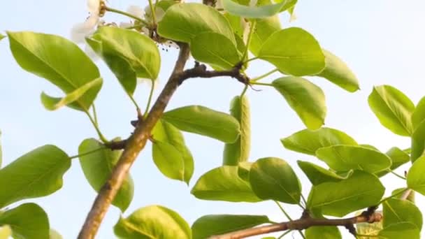 Frühlingsblühende Apfelbäume Garten Vor Blauem Himmel Frühlingsblüte Blühende Mandelbäume — Stockvideo