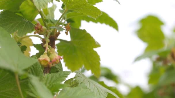 Floración Primavera Primer Plano Del Arbusto Grosella Floración Jardín Naturaleza — Vídeo de stock