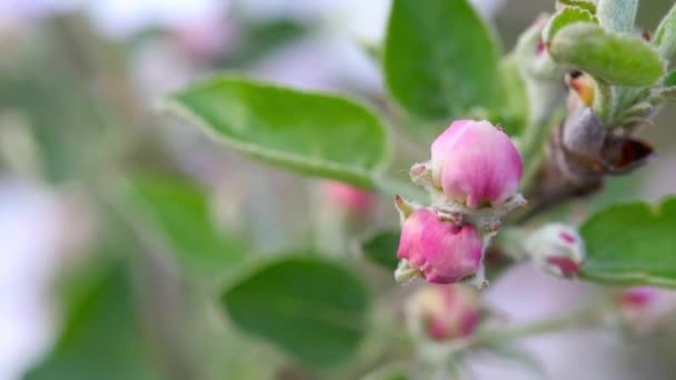 Floración Primavera Primer Plano Flores Rosadas Manzano Flor Floración Árboles — Vídeos de Stock