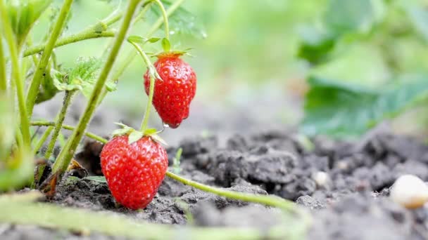 Spring Flowering Close Ripening Strawberries Garden Young Red Strawberries Bushes — Stock Video