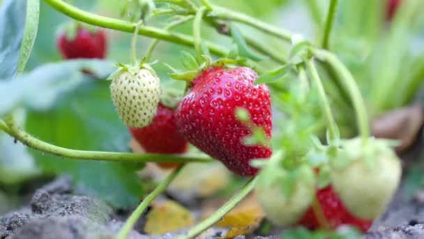 Voorjaarsbloei Close Van Rijpende Aardbeien Tuin Jonge Rode Aardbeien Struiken — Stockvideo