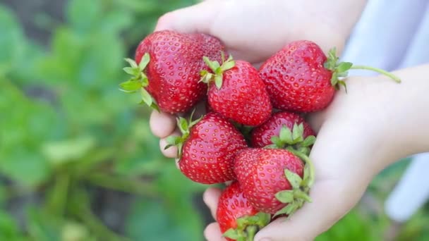 Frische Früchte Das Kind Hält Reife Erdbeeren Den Händen Frühlingsbeeren — Stockvideo