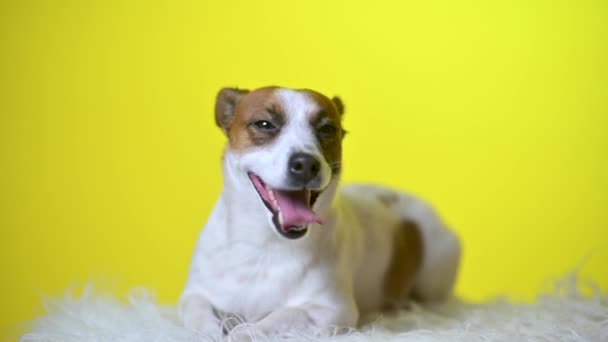 Funny Dog Portrait Cute Puppy Yellow Studio Background Jack Russell — Stock Video