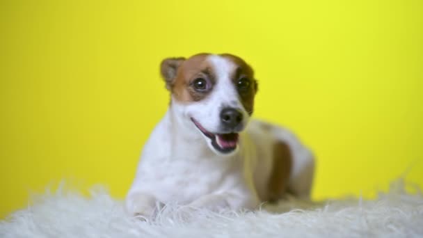 Αστείο Σκυλί Πορτρέτο Ενός Χαριτωμένου Κουταβιού Κίτρινο Φόντο Στούντιο Τζακ — Αρχείο Βίντεο