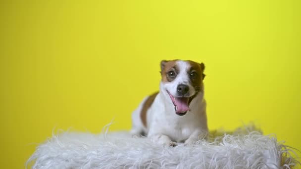 Śmieszny Pies Portret Uroczego Szczeniaka Żółtym Tle Pracowni Jack Russell — Wideo stockowe