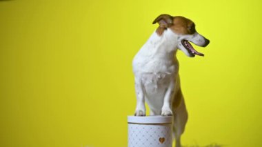 Komik köpek. Sarı bir stüdyo arka planında şirin bir köpek yavrusunun portresi hediye kutusunda duruyor. Jack Russell Teriyeri.