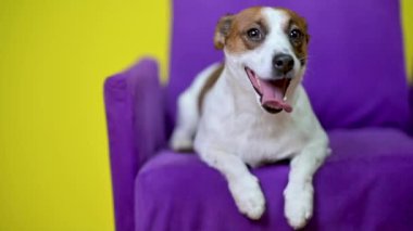 Komik köpek. Sarı bir stüdyonun arka planında, koltukta oturan sevimli bir köpeğin portresi. Jack Russell Teriyeri.