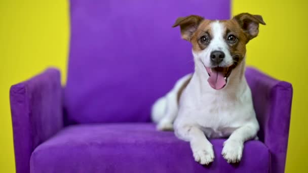 Funny Dog Portrait Cute Dog Yellow Studio Background Sitting Armchair — Stock Video
