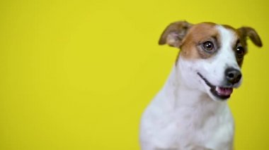 Komik köpek. Sarı bir stüdyo arka planında şirin bir köpek yavrusunun portresi. Jack Russell Teriyeri.