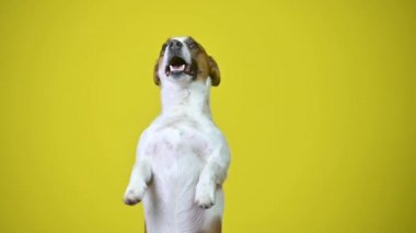 Komik köpek. Sarı bir stüdyo arka planında duran şirin bir köpek yavrusunun portresi arka ayaklarının üzerinde duruyor. Jack Russell Teriyeri.