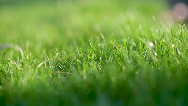 Gros plan herbe fraîche juteuse de printemps. Fond vert .