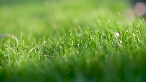 Nahaufnahme Frisches Saftiges Frühlingsgras Grüner Hintergrund — Stockvideo