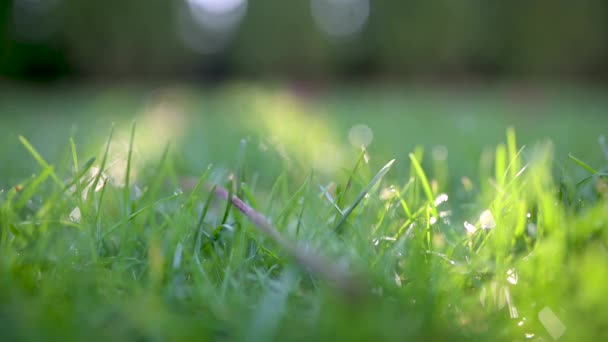 Nahaufnahme Frisches Saftiges Frühlingsgras Grüner Hintergrund — Stockvideo