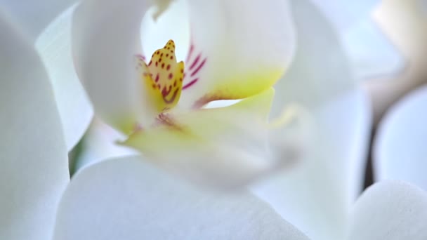 Een Close Macro Shot Van Een Bloeiende Witte Orchidee Prachtige — Stockvideo