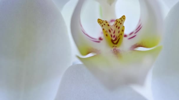 Close Macro Shot Uma Orquídea Branca Florescendo Bela Planta Casa — Vídeo de Stock