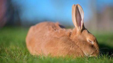 Bahçede oturan güzel bir tavşanın yakın çekimi. Yeşil çimenlerin üzerinde tavşan
