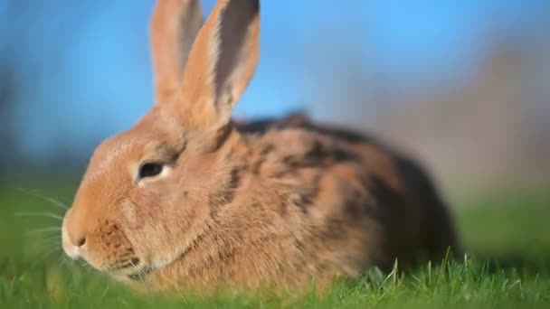 Close Van Een Prachtig Konijn Dat Het Gazon Zit Konijn — Stockvideo