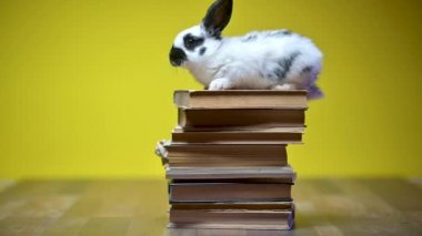Ön patileri kitapların üzerinde, sarı bir stüdyo arka planında oturan komik tavşan. Eğitim