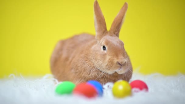 Drôle Mignon Lapin Brun Pâques Assis Sur Lit Œufs Pâques — Video