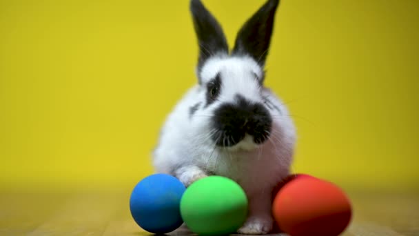 Divertido Lindo Conejito Pascua Sentado Una Cama Coloridos Huevos Pascua — Vídeo de stock