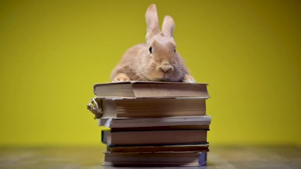 Divertido Conejito Marrón Sentado Con Sus Patas Delanteras Los Libros — Vídeo de stock