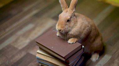 Kitapların üzerinde ön ayaklarıyla oturan komik kahverengi tavşan. Eğitim