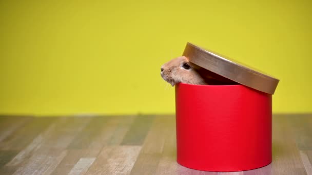 Funny Brown Bunny Peeps Tries Escape Red Gift Box Yellow — Stock Video