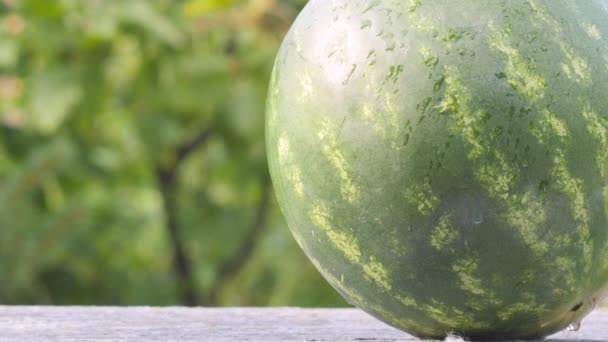 Närbild Mogen Vattenmelon Ligger Ett Träbord Naturlig Grön Bakgrund Färska — Stockvideo