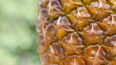 Yakın çekim olgun ananas 360 rotasyonu, doğal yeşil arka plan. Bahçede taze meyveler. Sağlıklı gıda konsepti.