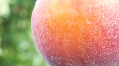 Yakından olgun şeftali, bir damla suyla kaplanmış. 360 rotasyon, doğal yeşil arka planda. Bahçede taze meyveler. Sağlıklı gıda konsepti.