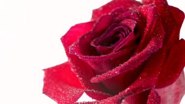 水の滴で覆われた美しい赤いバラの閉鎖 花を咲かせます 結婚式の背景 白地に孤立した花 — ストック動画