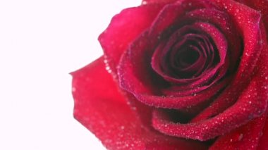 Su damlalarıyla kaplı güzel kırmızı bir gülü yakından çek. Çiçek açan gül çiçeği. Düğün arkaplanı. Beyaz arkaplanda izole çiçekler.