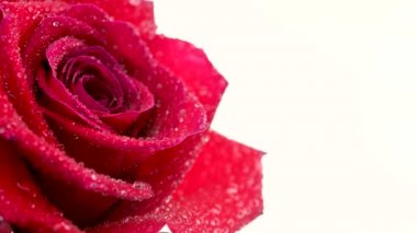 Su damlalarıyla kaplı güzel kırmızı bir gülü yakından çek. Çiçek açan gül çiçeği. Düğün arkaplanı. Beyaz arkaplanda izole çiçekler.