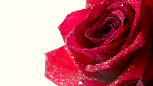 Primer Plano Una Hermosa Rosa Roja Cubierta Gotas Agua Flor — Vídeos de Stock