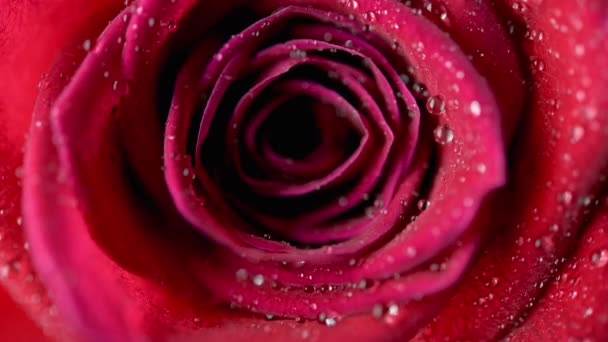Close Van Een Prachtige Rode Roos Bedekt Met Druppels Water — Stockvideo