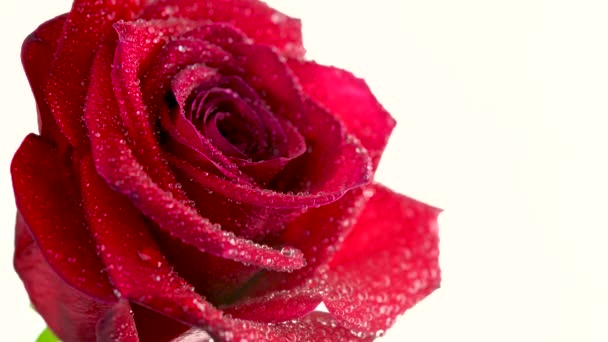 Κοντινό Πλάνο Ενός Όμορφου Κόκκινου Τριαντάφυλλου Καλυμμένου Σταγόνες Νερού Ανθισμένο — Αρχείο Βίντεο