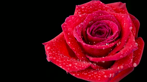 Primer Plano Una Hermosa Rosa Roja Cubierta Con Gotas Agua — Vídeos de Stock